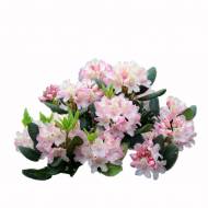 Рододендрони